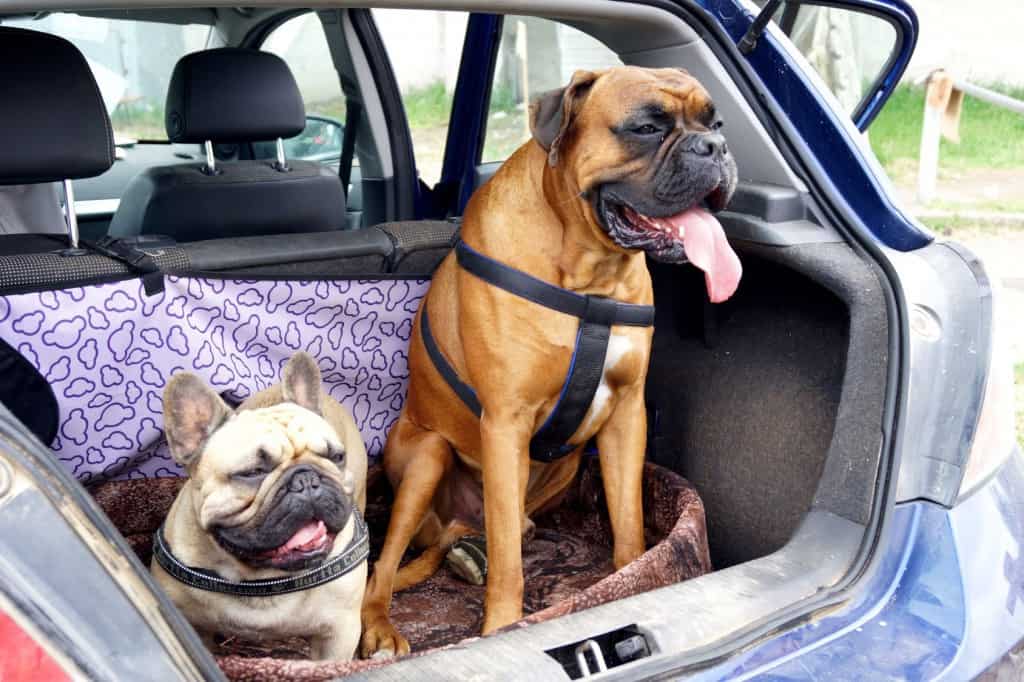 Boxer und Bulldogge sind mit einem Brustgeschirr sicher im Auto angeschnallt.