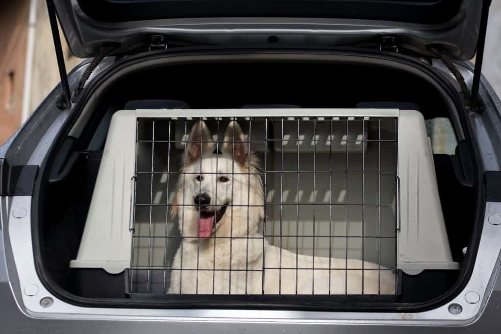 Hund in einer Transportbox im Kofferraum eines Autos