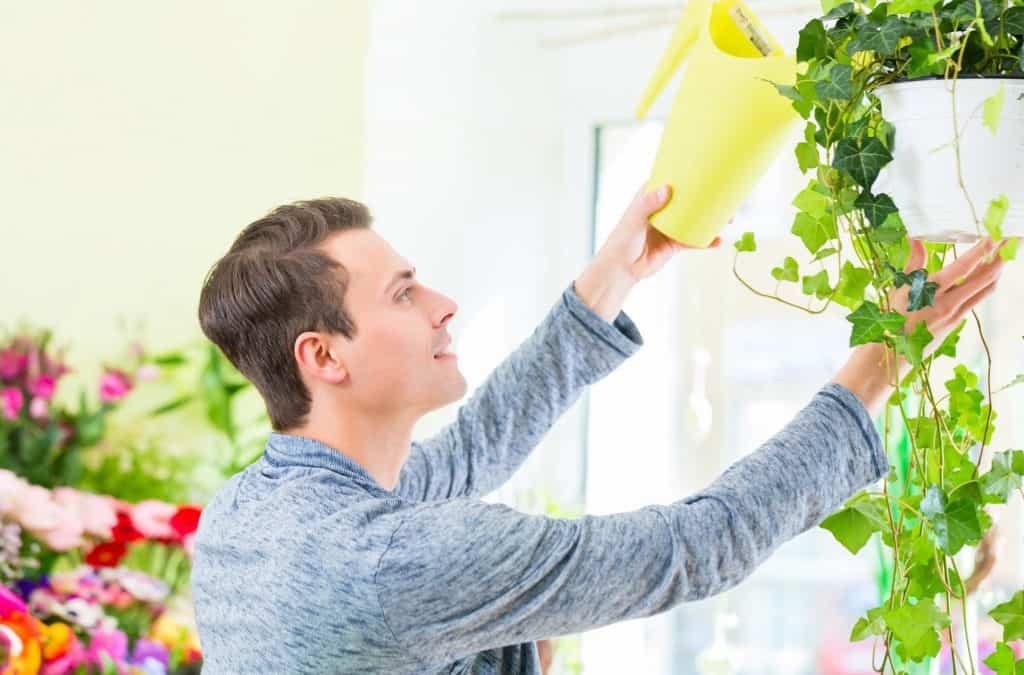 Wussten Sie schon: Manche Zimmerpflanzen filtern die Luft