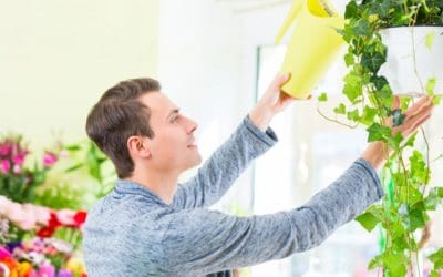 Wussten Sie schon: Manche Zimmerpflanzen filtern die Luft
