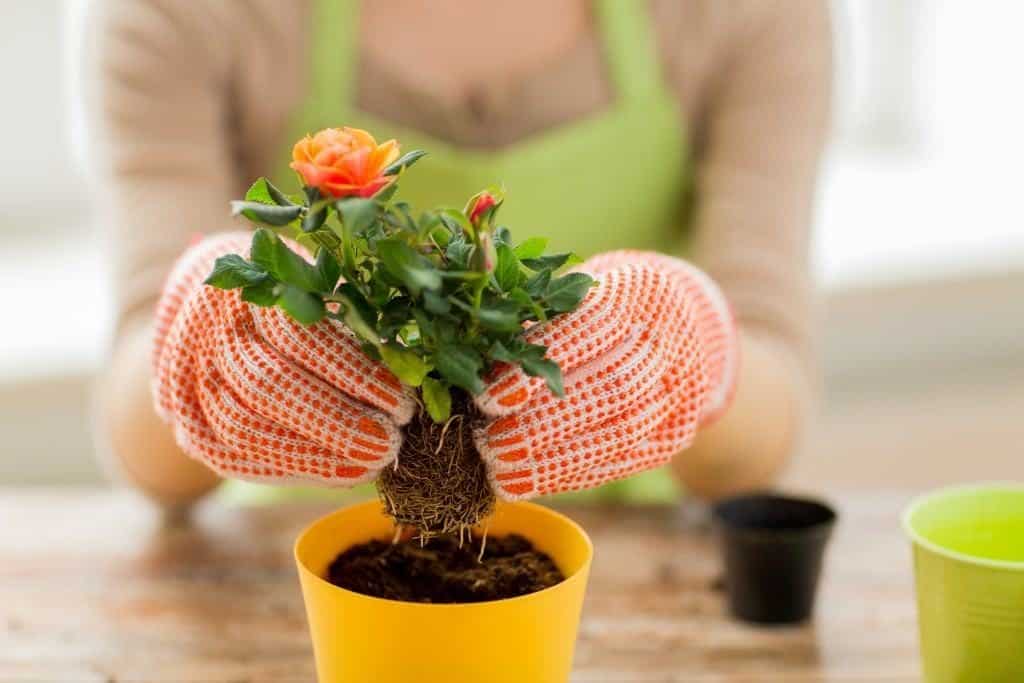 Eine Frau mit Gartenhandschuhen pflanzt ein kleines Rosengewächs ein.