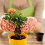 Eine Frau mit Gartenhandschuhen pflanzt ein kleines Rosengewächs ein.