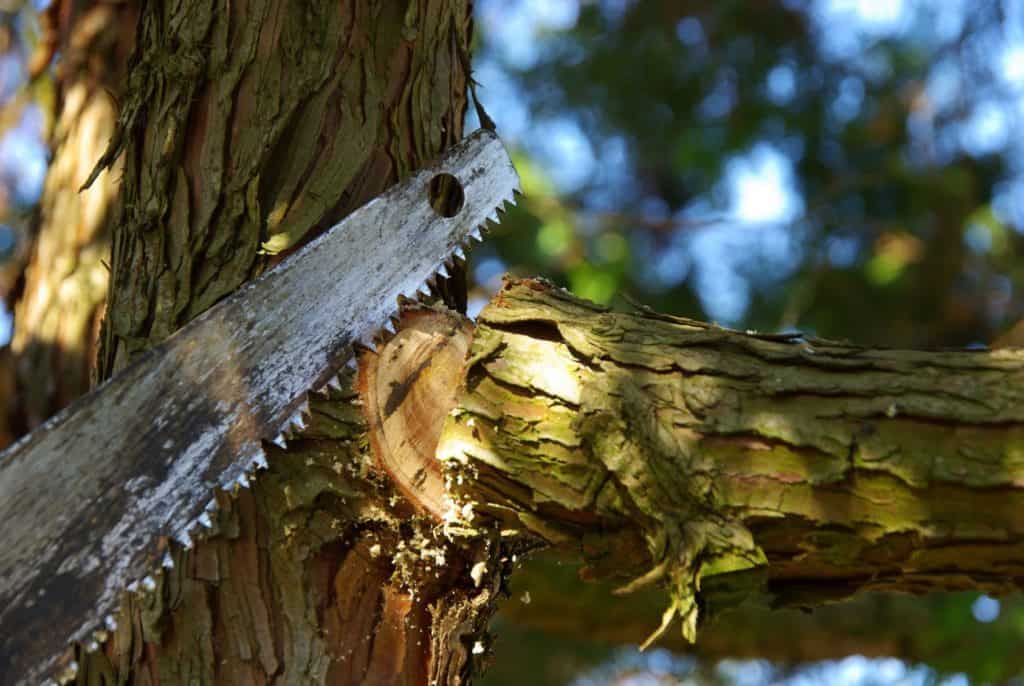 Winterschnitt: Grobes Sägeblatt sägt Ast.