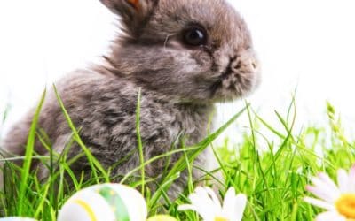 Warum bringt der Osterhase leckere Eier? Wissenswertes zu Ostern