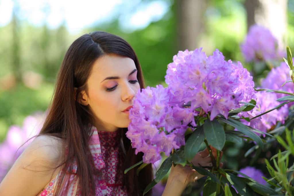 Rhododendronblüten sehen schön aus, Fraßspuren von Dickmaulrüsslern nicht.