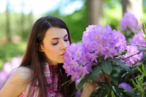 Rhododendronblüten sehen schön aus, Fraßspuren von Dickmaulrüsslern nicht.