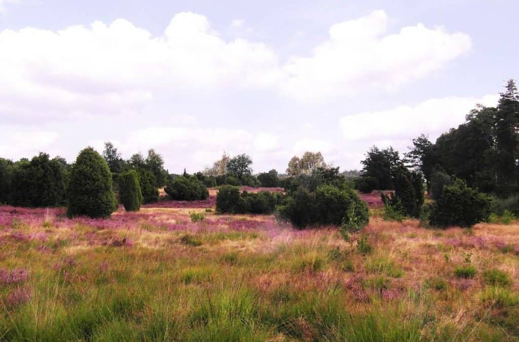 Das sind die spannenden Hot Spots der Lüneburger Heide