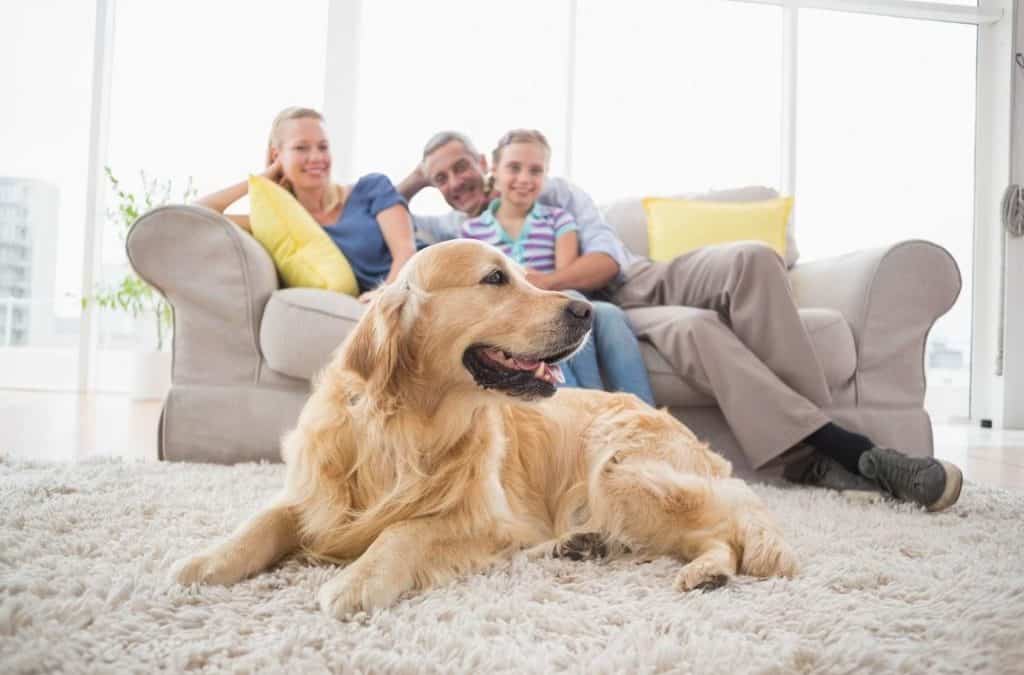 Wohnen mit Hund: Welcher Bodenbelag ist am besten geeignet?
