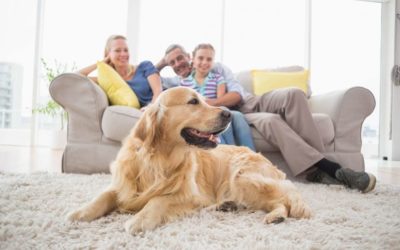 Wohnen mit Hund: Welcher Bodenbelag ist am besten geeignet?