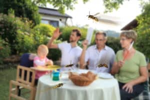 Wespenstiche lassen sich vermeiden, wenn die Tiere nicht gereizt werden