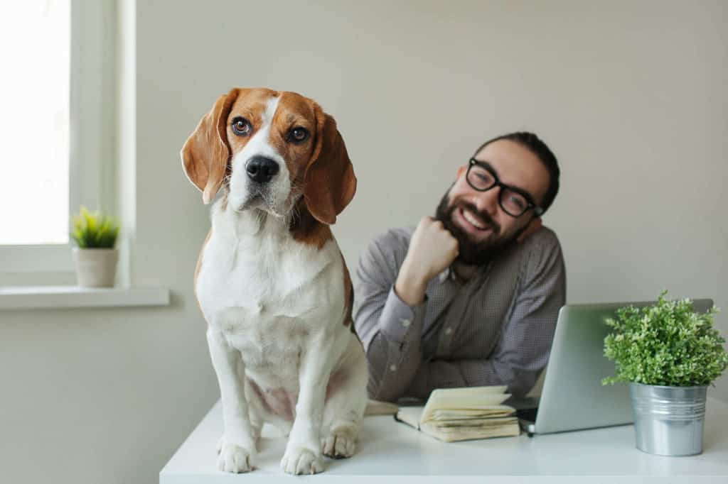 Lachender Mann mit einem Beagle als Bürohund auf dem Schreibtisch.