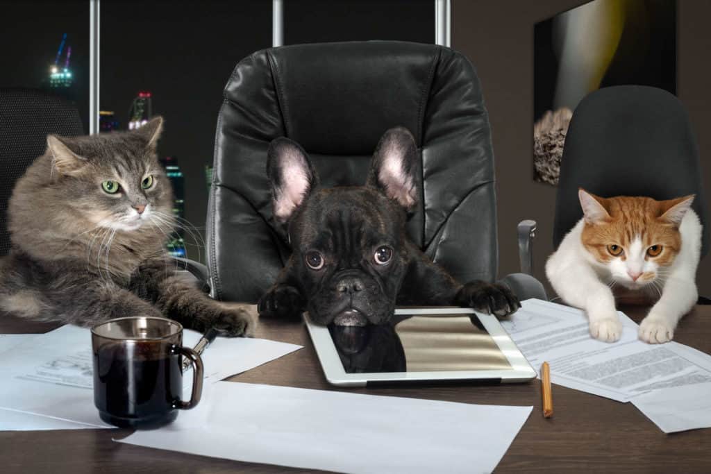 Bürohund im Chefsessel am Schreibtisch, daneben 2 Katzen.