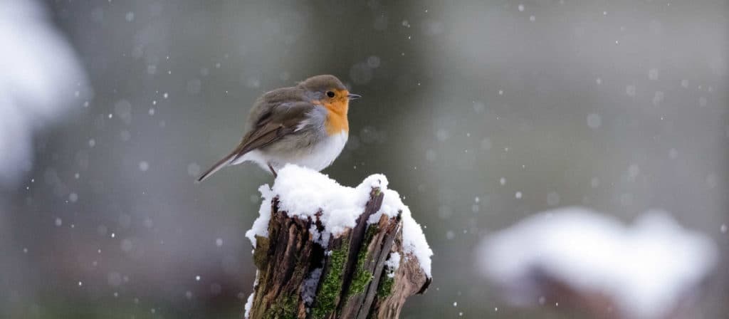 Vögel füttern: Rotkelchen sitzt auf einem Baumstamm mit Schnee.
