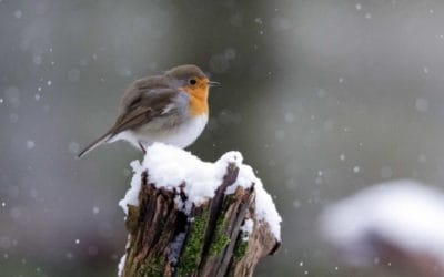 Vögel füttern in der kalten Jahreszeit – aber richtig