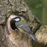 Vogel im Garten: Eine Kohlmeise hat sich ein Baumloch zum Nisten ausgesucht.