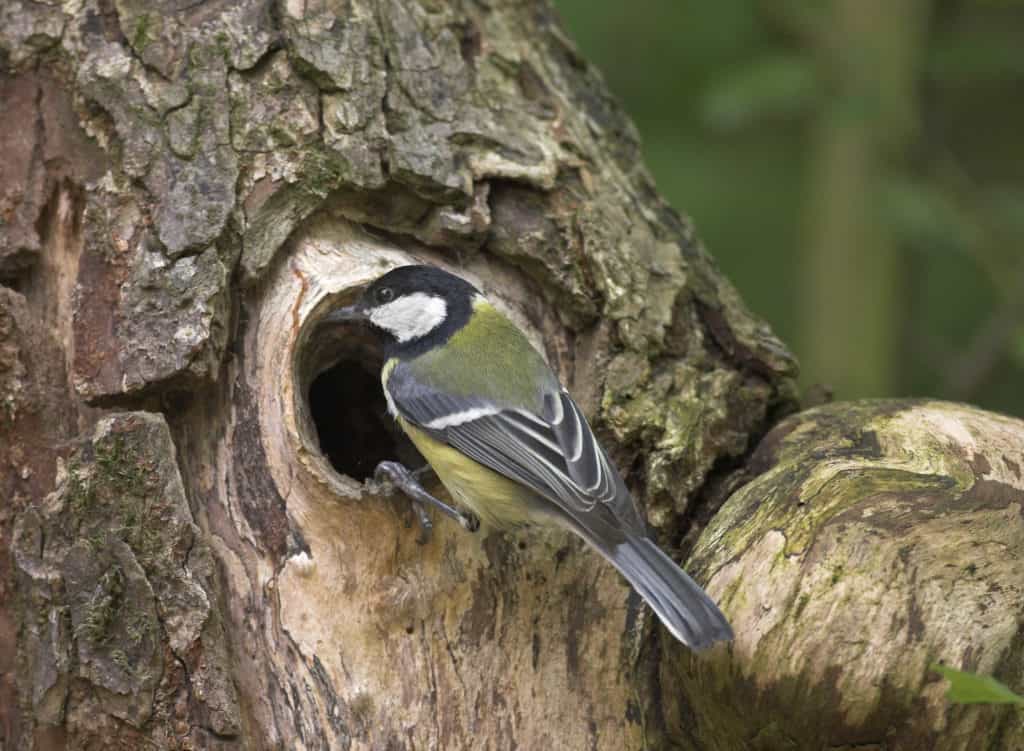 Vogel im Garten: Eine Kohlmeise hat sich ein Baumloch zum Nisten ausgesucht.
