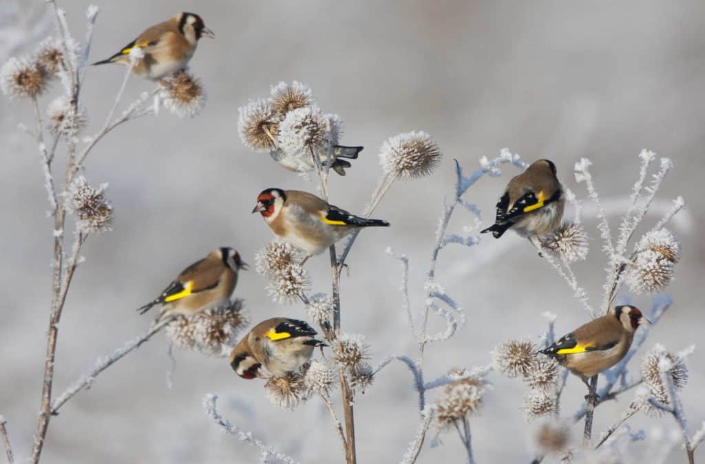 Vögel im Garten: So wird Ihr Garten vogelfreundlich