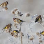 Vögel im Garten: Stieglitze sitzen auf winterlichen Pflanzen, die mit Schnee bedeckt sind.