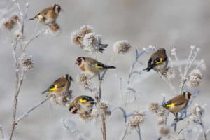 Vögel im Garten: Stieglitze sitzen auf winterlichen Pflanzen, die mit Schnee bedeckt sind.