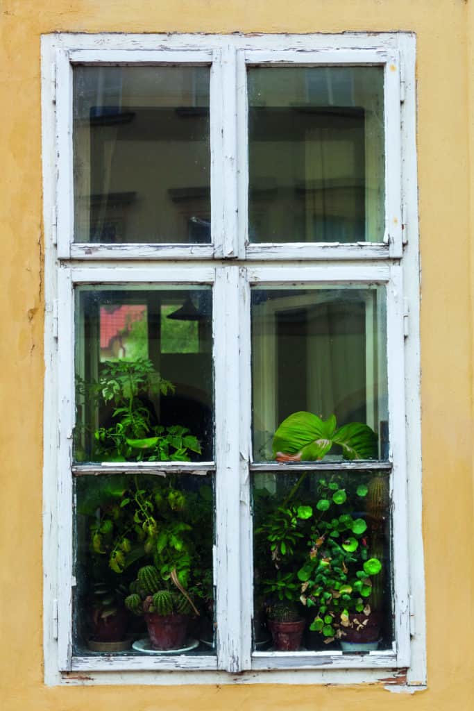 Alte Fenster mit abgeblätterten weißen Rahmen, dahinter grüne Topfpflanzen