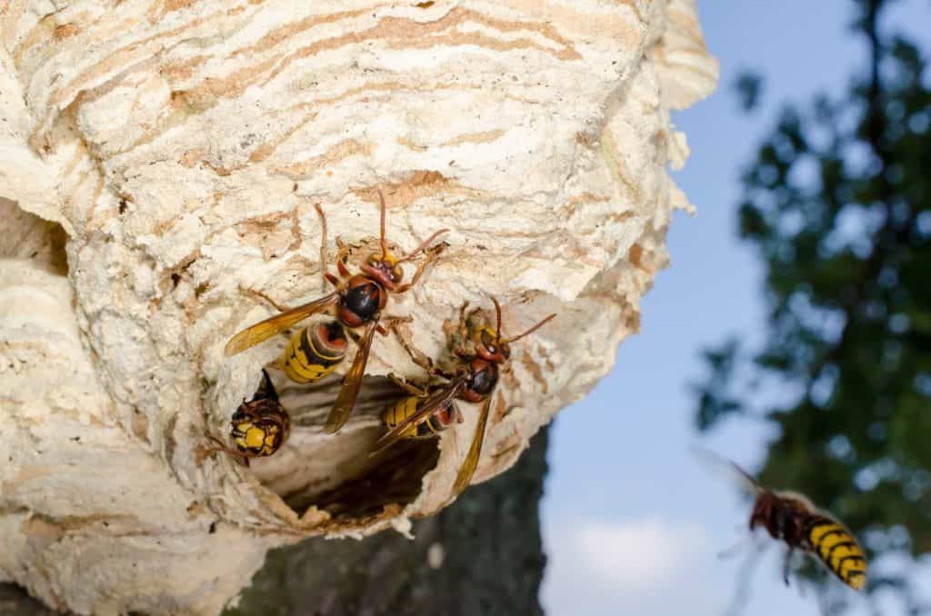 Hornissen leben in Kolonien gemeinsam. Hier ist ein Hornissennest zu sehen, an dessen Äußeren zwei Tiere bauen.