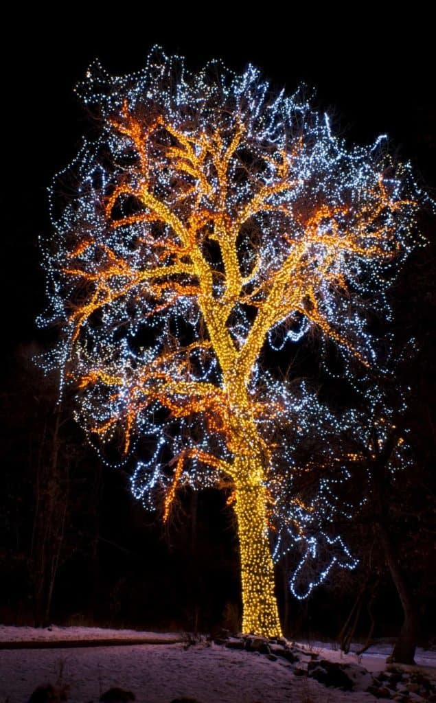 Lichterketten am Baum (Weihnachtsdeko am Haus)
