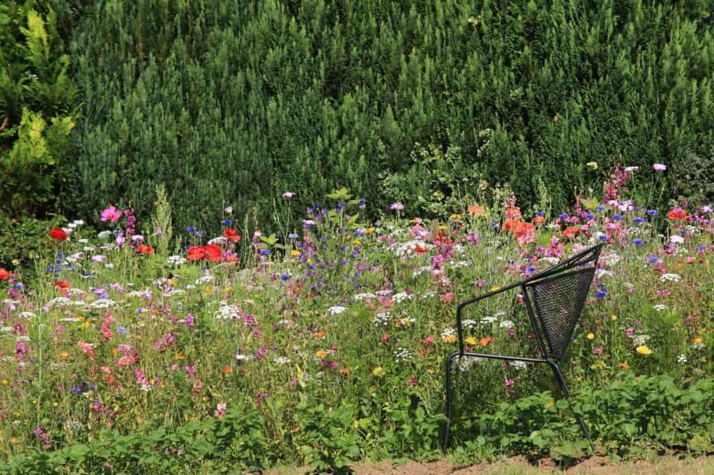 34+ Vorgarten Wildblumen, Denn je vielfältiger ein garten gestaltet