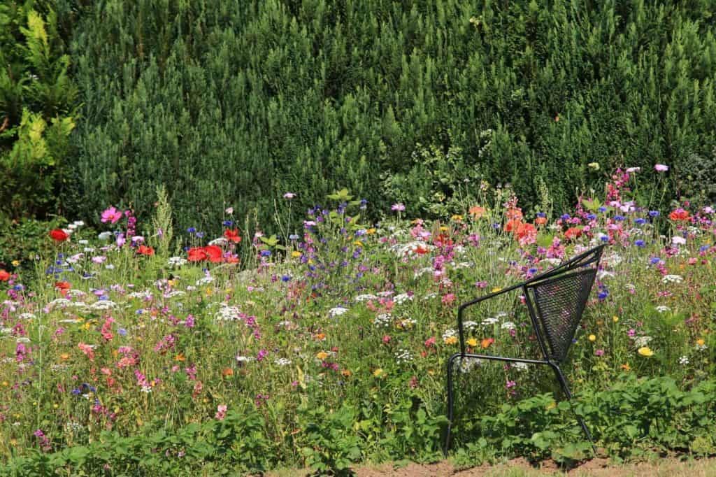 Stuhl an der Wildblumenwiese im Garten