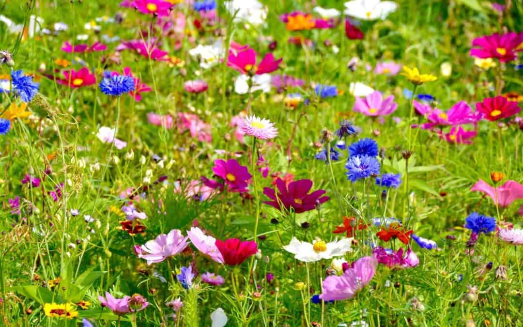 Pflegeleicht und wunderschön: So legen Sie Wildblumenwiesen im Garten an