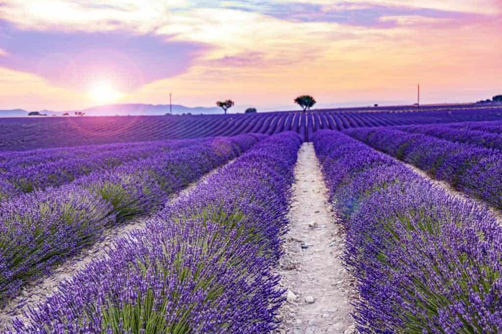 Lavendelblüten in der Provence in riesigen Feldern