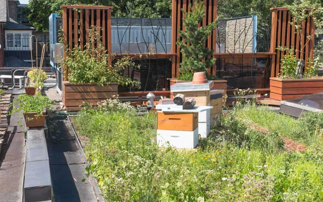Begrüntes Flachdach: Mehr Lebensraum für Bienen und Vögel