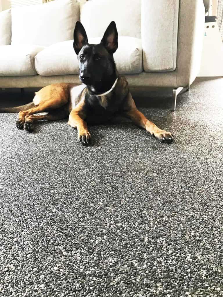 Junger Hund liegt auf einem Steinteppich-Boden vor dem Sofa (wohnen mit Hund)