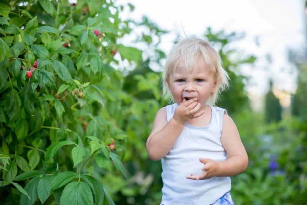 Kleines Kind nascht Himbeeren im Garten (kindgerechter Garten)