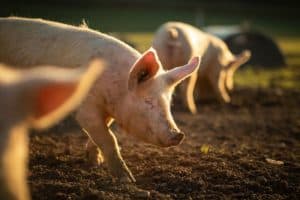 Nachhaltig einkaufen: freilaufende Schweine aus ökologischer Haltungsform.