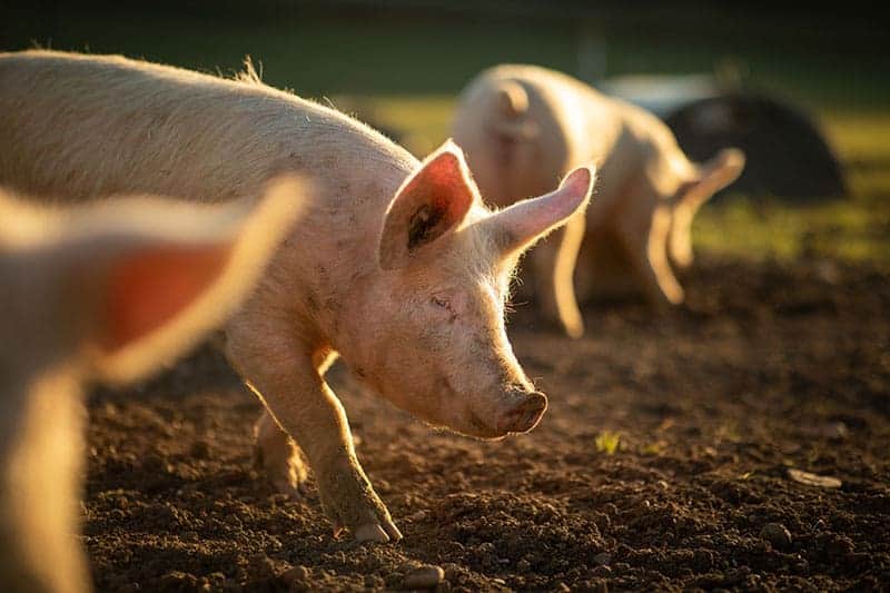 Nachhaltig einkaufen: freilaufende Schweine aus ökologischer Haltungsform.