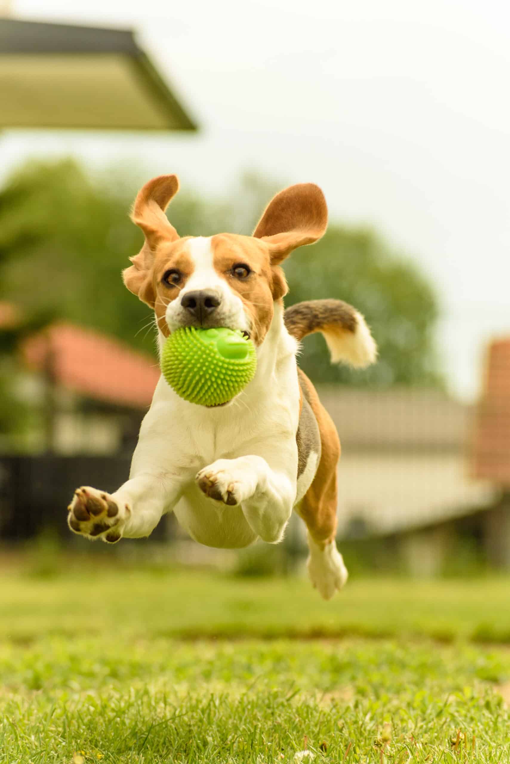 Ein geeigneter Garten für Hunde: Hund spielt mit einem Ball im Garten