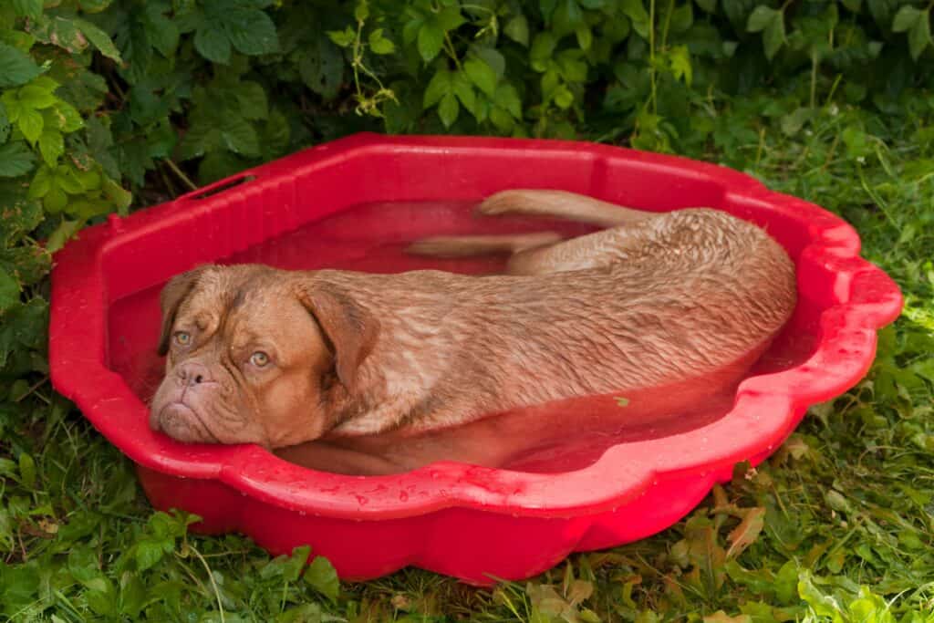 Hundesicherer Garten: ein Hund kühlt sich in einer mit Wasser befüllten Sandmuschel ab.