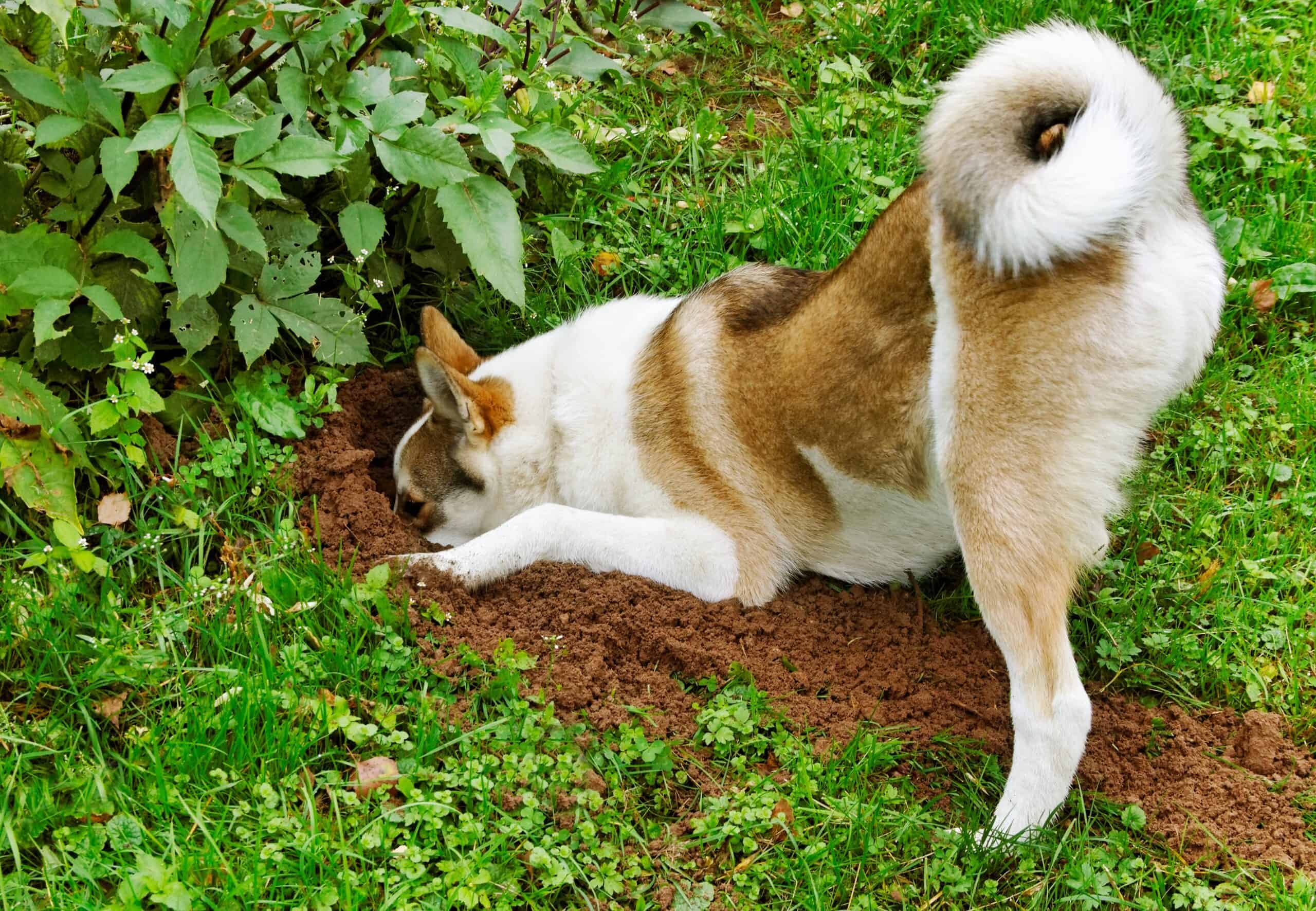 Sicherer Garten für den Hund: Hund buddelt im Garten