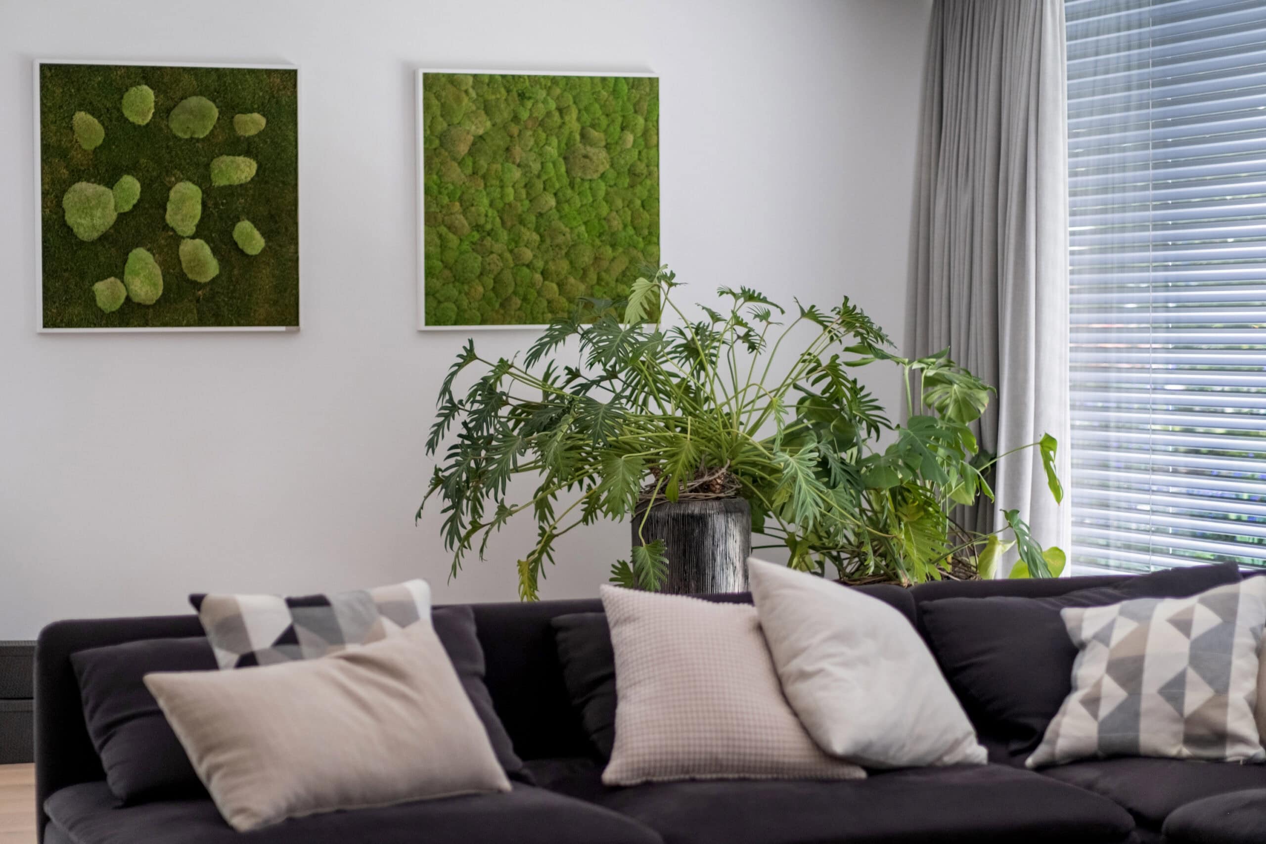 Wohnzimmer, Sicht auf ein Sofa mit Kissen und Pflanze im Hintergrund