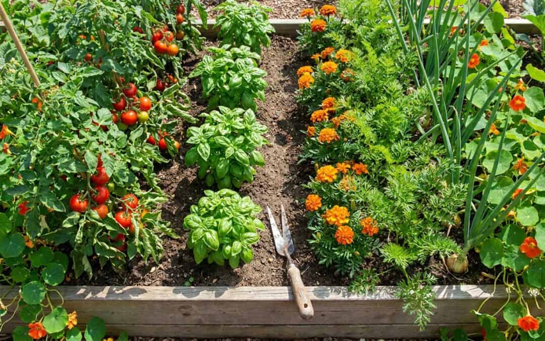 Mischkultur und Fruchtfolge: Pflanzen, die sich gegenseitig helfen | Natürlicher Gartenbau