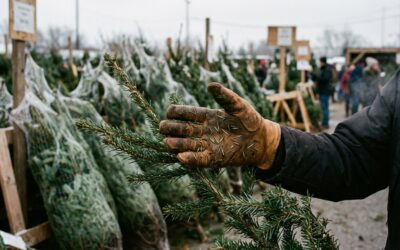 Weihnachtsbaum kaufen und bis Januar frisch halten