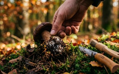 Pilze sammeln mit Verstand und ohne Risiko