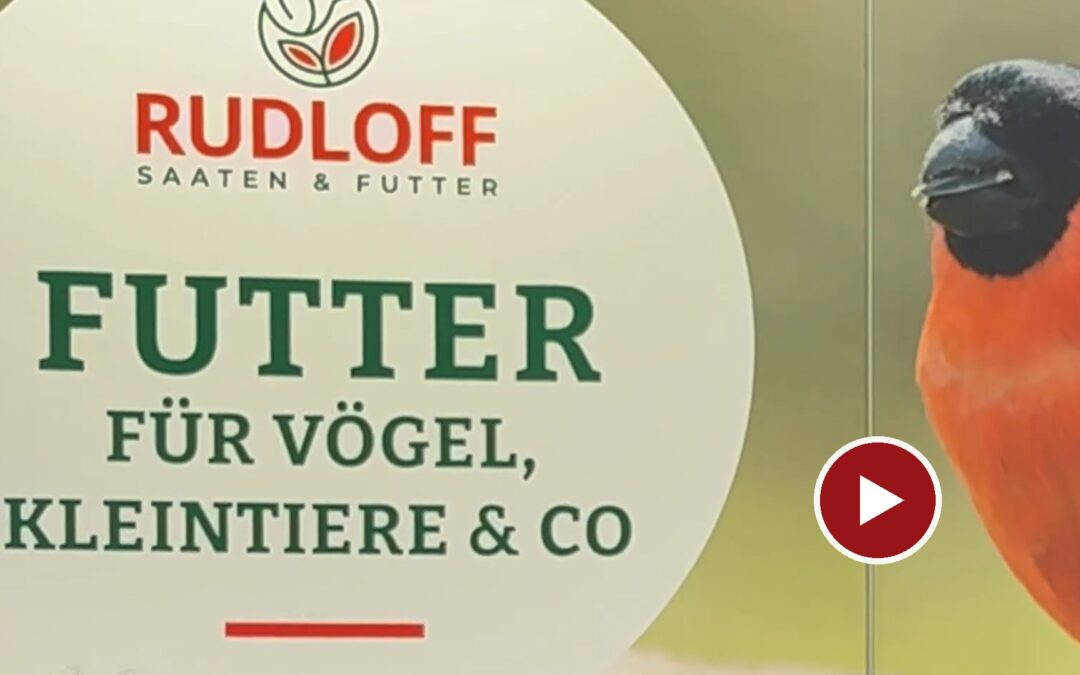 Das richtige Vogelfutter hängt von den Gartenvögeln ab