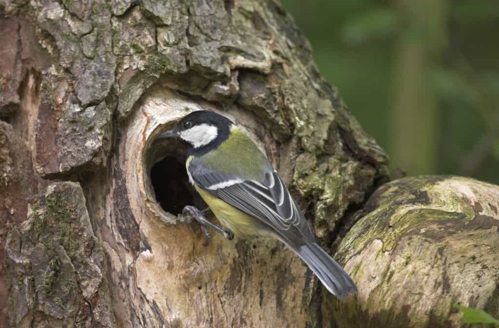 Nachhaltiges Gärtnern